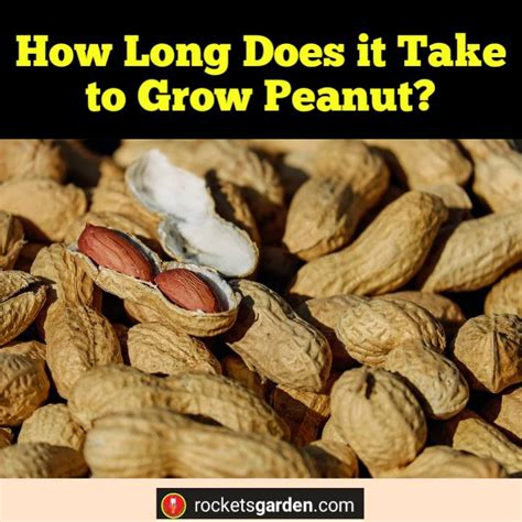 But sometimes they can be much slower. How Long Does it Take to Grow Peanut? - Rockets Garden