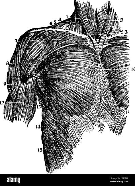 This Illustration Represents Muscles Of The Upper Trunk Vintage Line Drawing Or Engraving