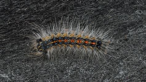 Gypsy Moth Caterpillar Identification Guide With Photos Owlcation