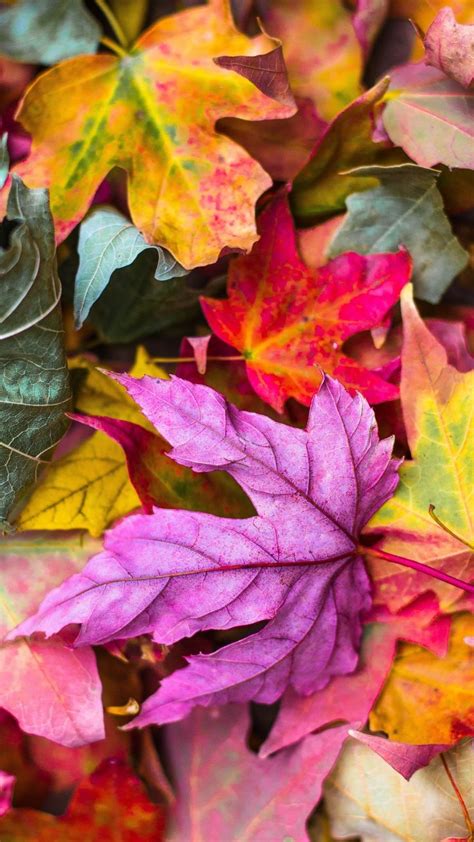 14 Iphone Wallpapers To Fall In Love With Autumn Preppy Wallpapers