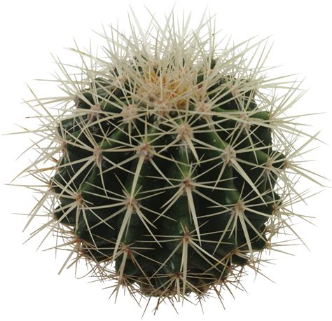 Cactus PNG Image - PurePNG | Free transparent CC0 PNG Image Library png image