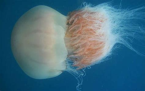 Thick Jellyfish Swarming Texas Gulf Coast