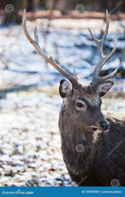 Sika Deer Stock Image Image Of Grass Manchurian Buck 29600989