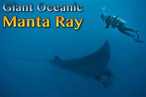 Hermosa Emitir Ascensor Giant Manta Ray Facts Tomar Un Riesgo Formación