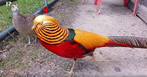 The ‘red Golden Pheasant Is Majestic Af Twistedsifter