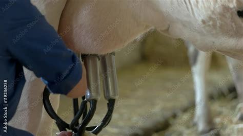 Woman Attaches Milking Machine Udder Of A Cow Work At The Farm Tubes And Hoses Stock Video