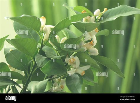 Flowers On Lemon Tree White Blooming Lemon Citrus Pursha Citrus