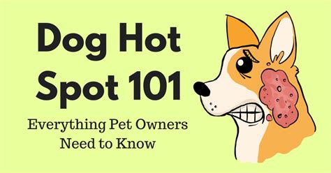 Hot Spots On Dogs A Step By Step Guide Honest Paws Hot Spot On Dog