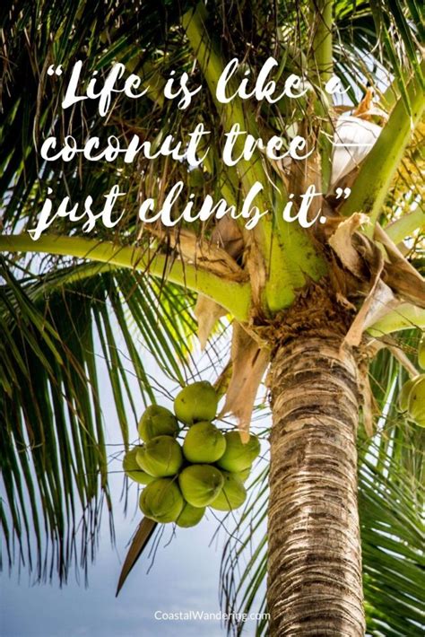 103 Palm Tree Quotes And Captions For Dreaming Of A Tropical Paradise