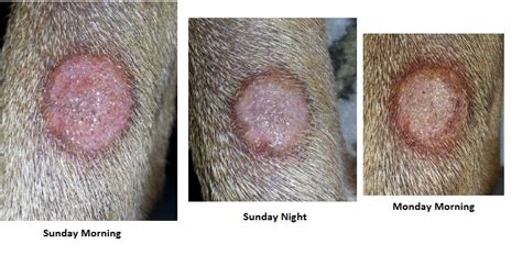 Ringworms In Dogs And Puppies Healthy Paws Pet Insurance