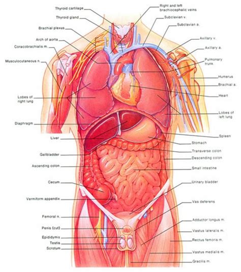 All pictures are adhering to our image copyright policy. Diagram Of Internal Human Organs | Human body diagram, Human body organs, Human body organs anatomy