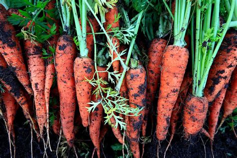 How To Grow Carrot In A Pot Simple Step To Grow At Home