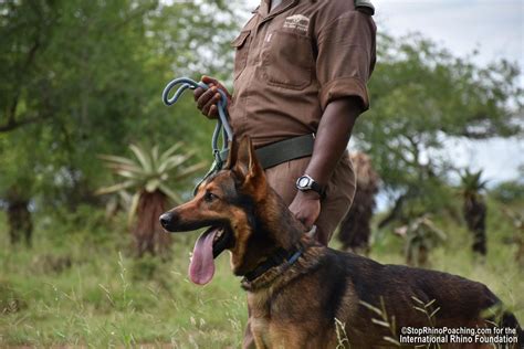 Meet Dozer A New Soldier In Fight To Save Rhinos From
