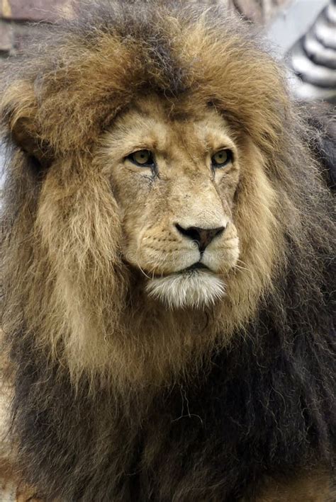 Beautiful Lion Wild Male Animal Portrait Stock Photo Image Of King