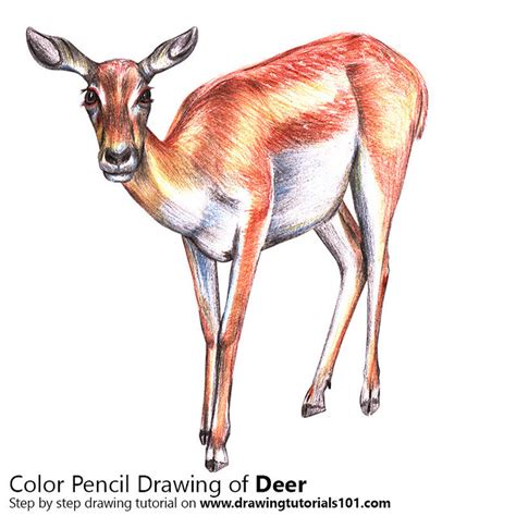 A Deer With Color Pencils Time Lapse Step By Step Tutori Flickr