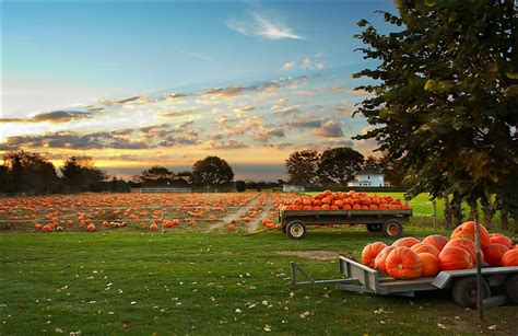 Fall Harvest Pumpkins Urban Program Bexar County