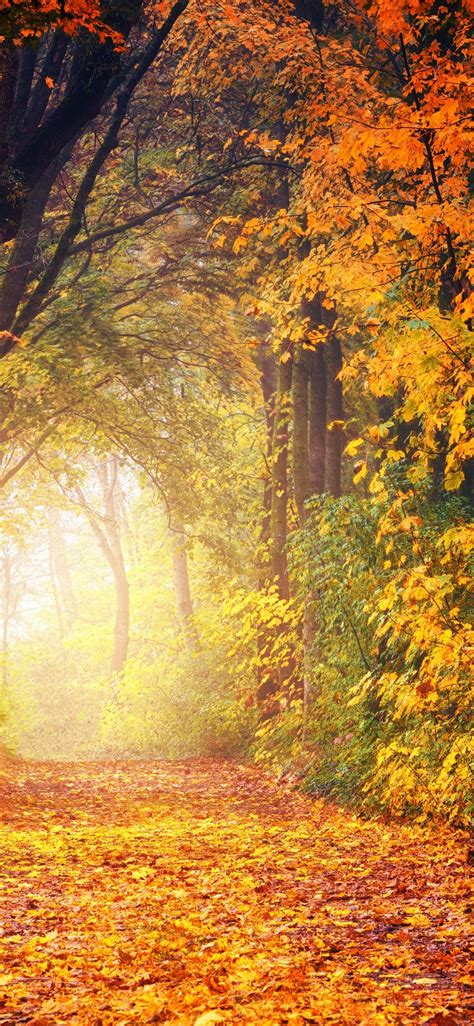 Download 1125x2436 Path Autumn Fall Trees Forest Scenery Cozy