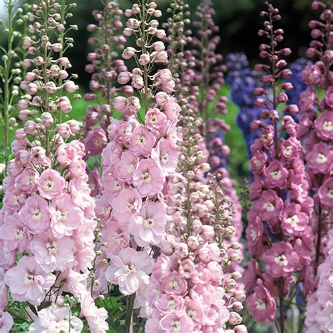 Delphinium Raider Pink Shades F1 Seeds From Mr Fothergills Seeds And