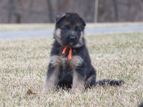 German shepherd breeder in orlando, fl. Vollmond - German Shepherd Puppies For Sale | Chicago ...