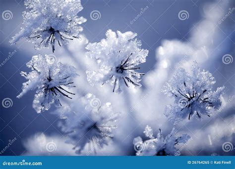 Detail of frozen flower stock image. Image of branches - 26764265
