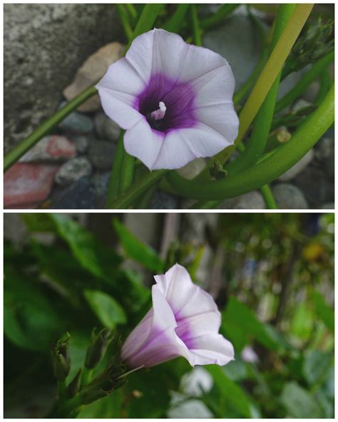 Small White And Purple Trumpet Shaped Flower Flowers Forums