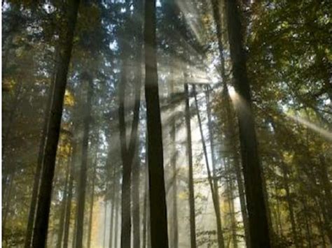 Also known as tyndall scattering, it is similar to rayleigh scattering, in that the intensity of the scattered light is inversely proportional to the fourth power of the wavelength. 7 Examples of Tyndall Effect in Daily Life - StudiousGuy