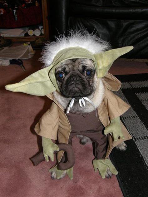 21 Costumes That Are Perfect For Small Dogs With Images Dog