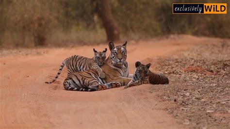 Affectionate Tiger And Her Cubs Bandhavgarh India YouTube