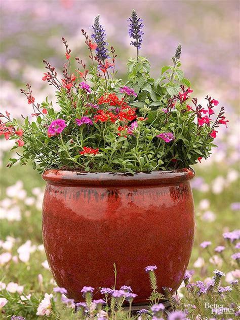 6 Smart Ideas For Container Gardens That Attract Pollinators Short