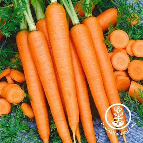 Tendersweet Carrot Vegetable Gardening Seed Heirloom Non Gmo Seeds