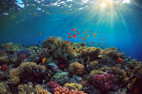 Download Underwater Sunbeam Fish Animal Coral 4k Ultra Hd Wallpaper