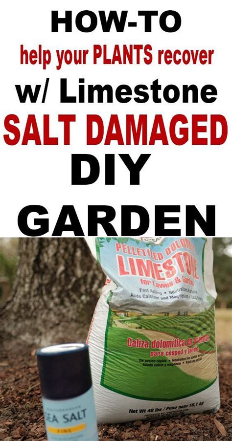 Salt Damaged Plants How To Help Plants Recover Simply Living Nc
