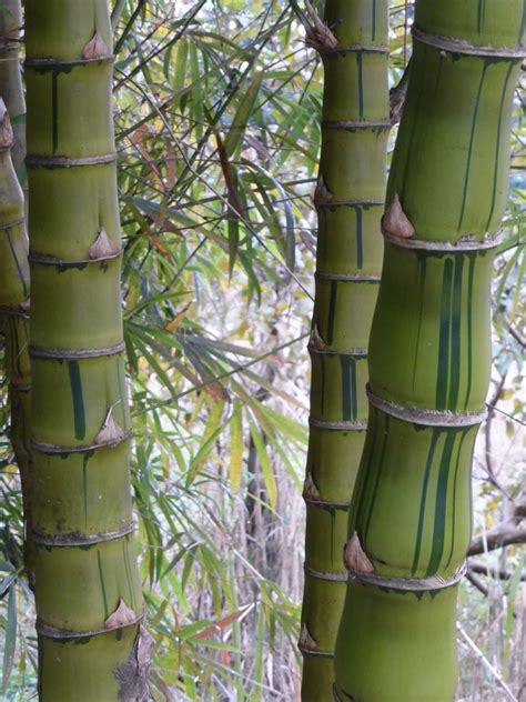 Buddha Belly Bamboo Bambusa Vulgaris Wamin Striated Bamboo Whitsunday