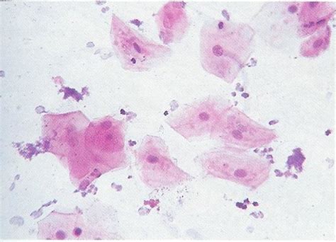 Animal cell under microscope 40x. Science E-Portfolio: Term 3 Practicals