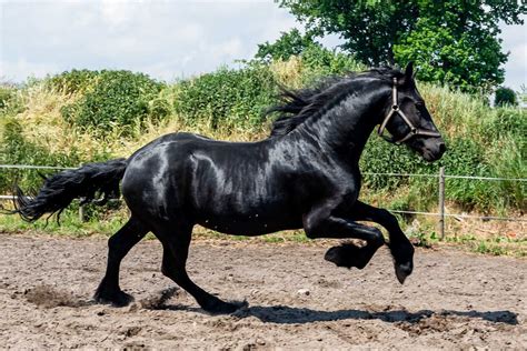 Koń Ogier Fryzyjski Pierwoszyno • Olxpl