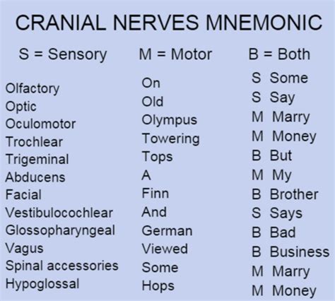 cranial nerves 1 12 flashcards quizlet