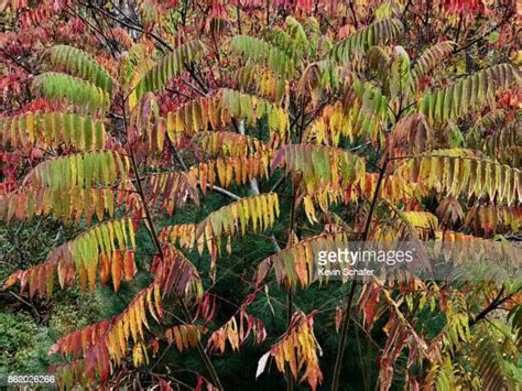 Staghorn Sumac Photos And Premium High Res Pictures Getty Images