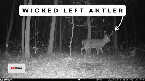 Gnarly Left Antler Buck Works Fresh Scrape Trail Cam Videos Youtube