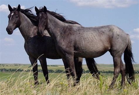 Filenokota Horses Cropped Wikipedia