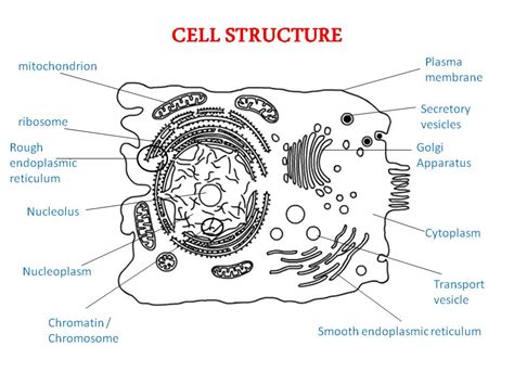 Best notes for teachers and students. MY BIOLOGY SITE: Form 4