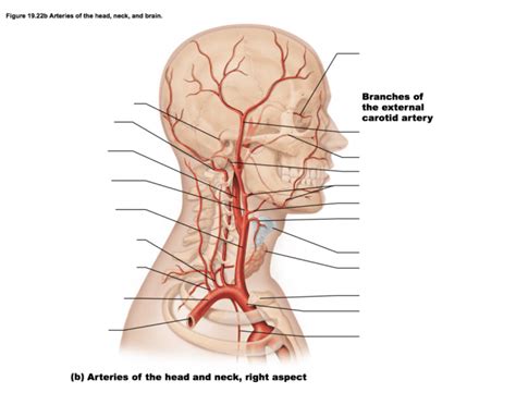 It is terminal branch of the common carotid artery, it is larger than the other terminal branch (the external carotid artery). Major Arteries of Head and Neck