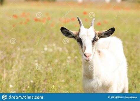 Goat In Field Space For Text Animal Husbandry Stock Photo Image Of