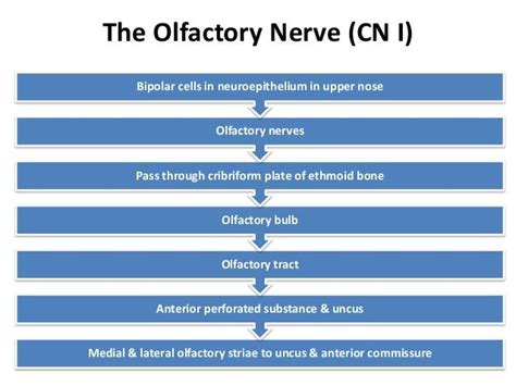 Cranial Nerves Pathway Update Cranial Nerves Facial Nerve Nerve