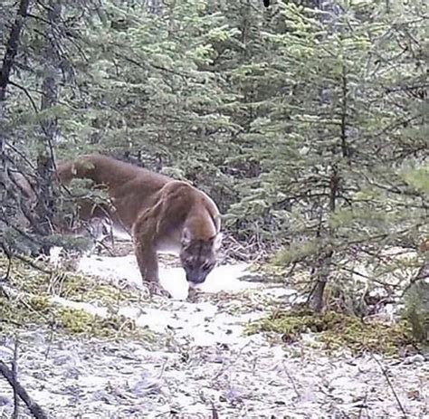 This Absolute Beast Of A Mountain Lion From A Trail Camera In Alberta