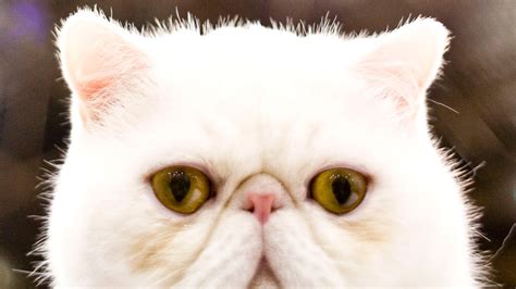 The 30 Best Cat Breeds Ranked Mashable