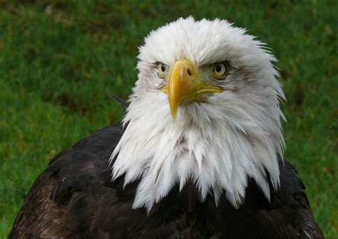 Everything You Wanted To Know About The Bald Eagle Owlcation