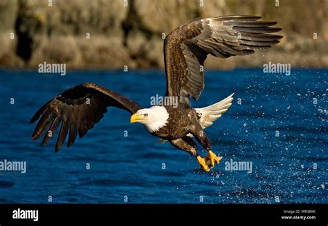 Bald Eagle Flying Over Water Hi Res Stock Photography And Images Alamy