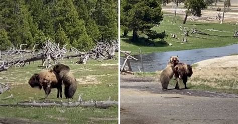 Bear vs bison: Dramatic footage shows Yellowstone grizzly taking down a