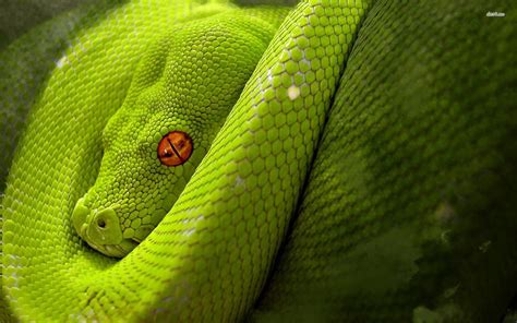 Cool Snake Backgrounds Wallpaper Cave