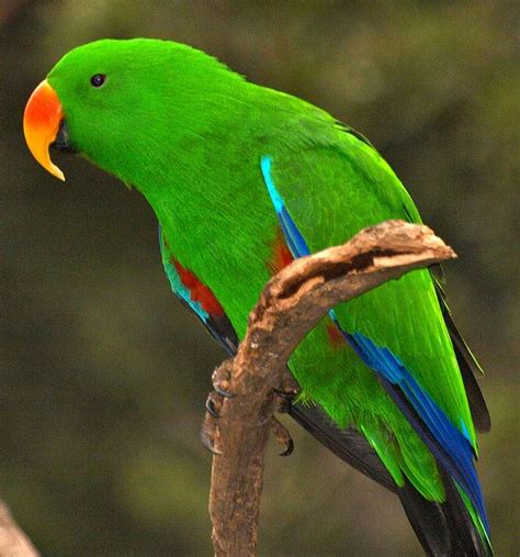Male Eclectus Parrot Color Is A Sexed Linked Genetic Trait In These